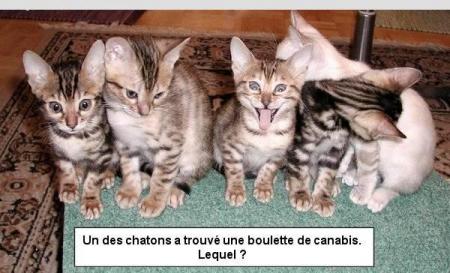 ti chat