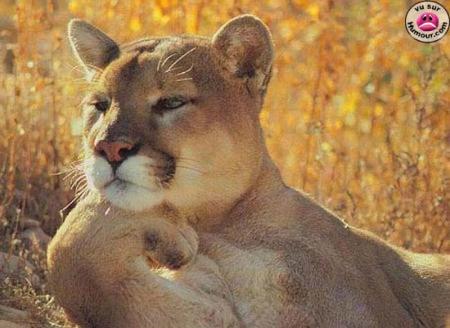 lion