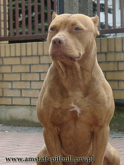 pitbull